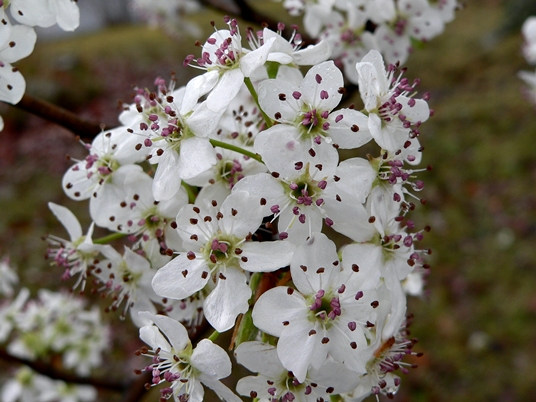 {Pyrus calleryana}